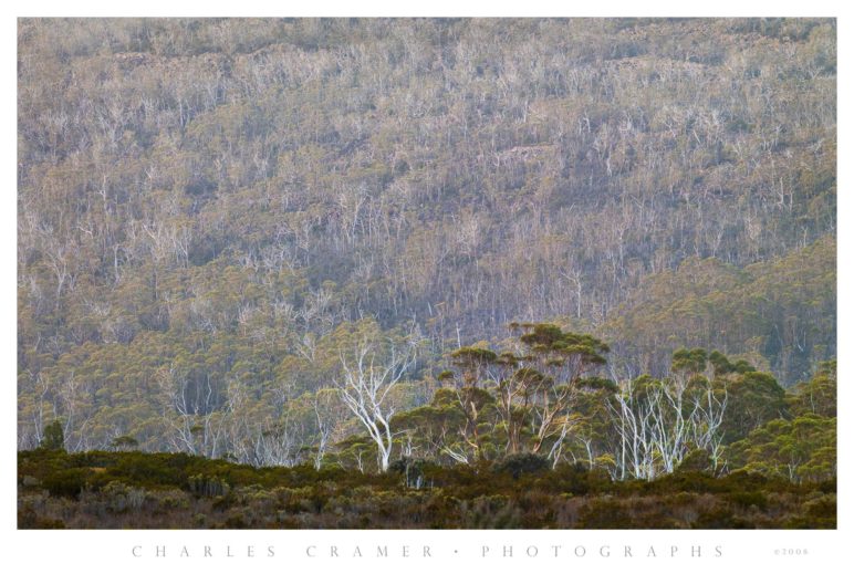 Wombat Moor, Mt. Field National Park, Tasmania, Australia