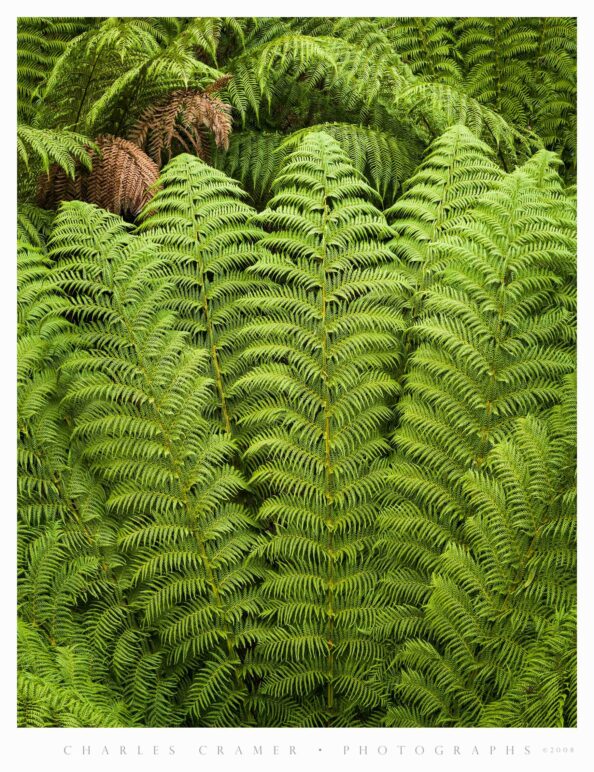 Ferns, Mostly Live, Tasmania, Australia