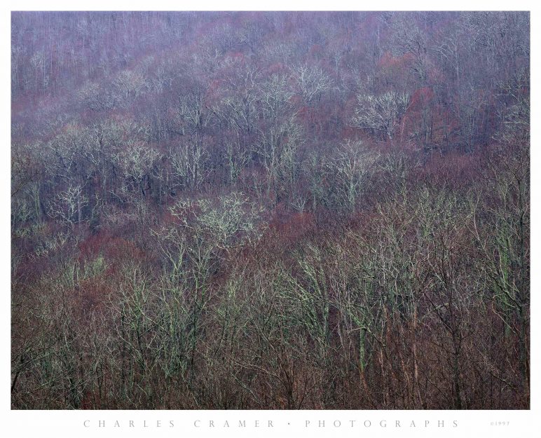 Tree-covered Hillside,  Early Spring,  Blue Ridge Parkway