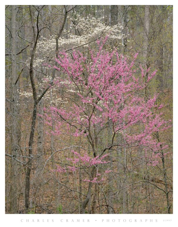 Redbud and Dogwood, Spring, near Bernheim, Kentucky