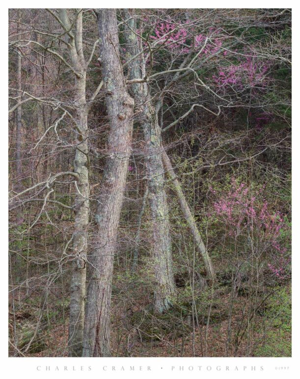Redbud Amidst Trees, near Bernheim, Kentucky