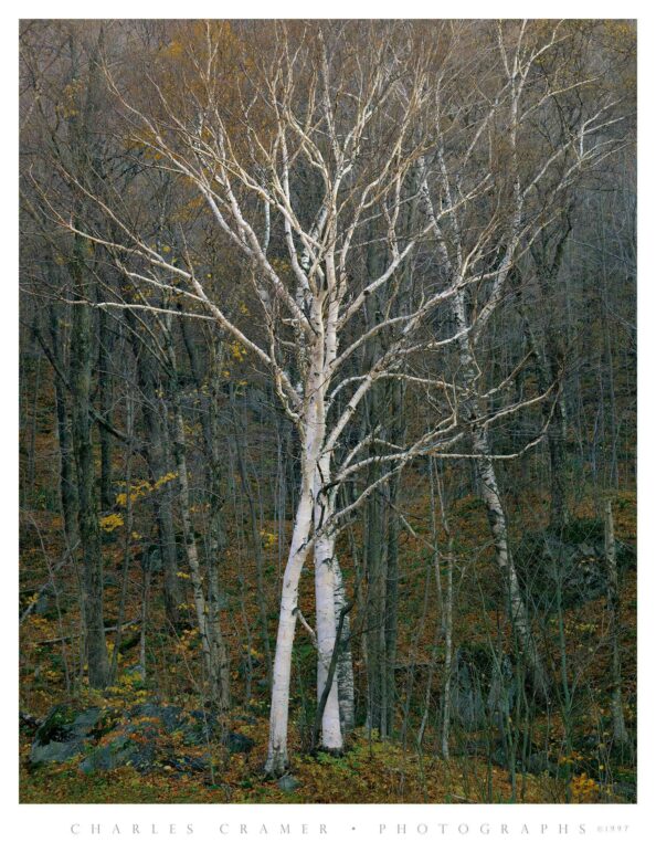 Intertwined White Birches, Late Fall, Vermont