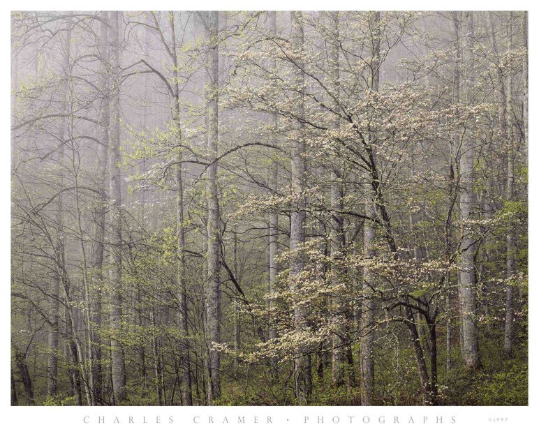 Dogwood,  Morning Fog,  Smoky Mountains