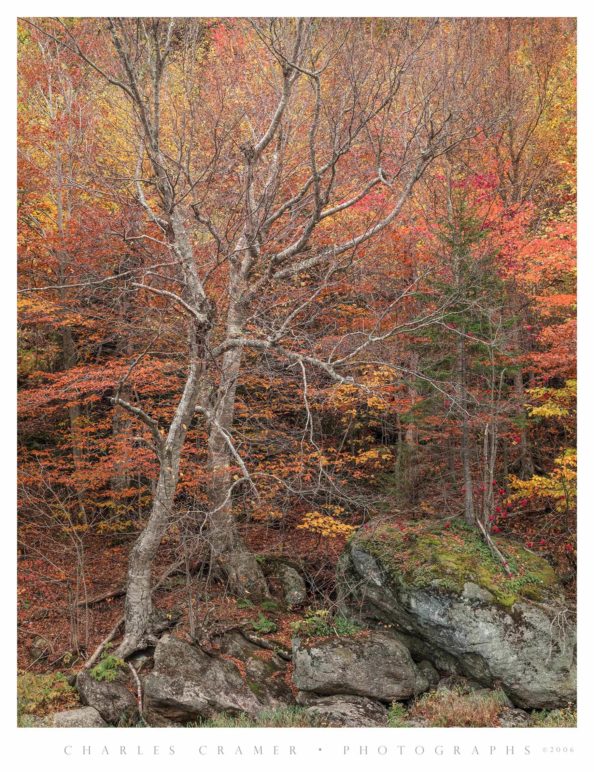 Fall Color, Trees, River Shore, New England