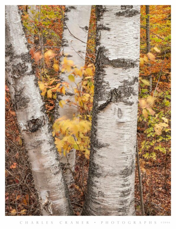 Birch Trees, Windy Day, New England, Fall