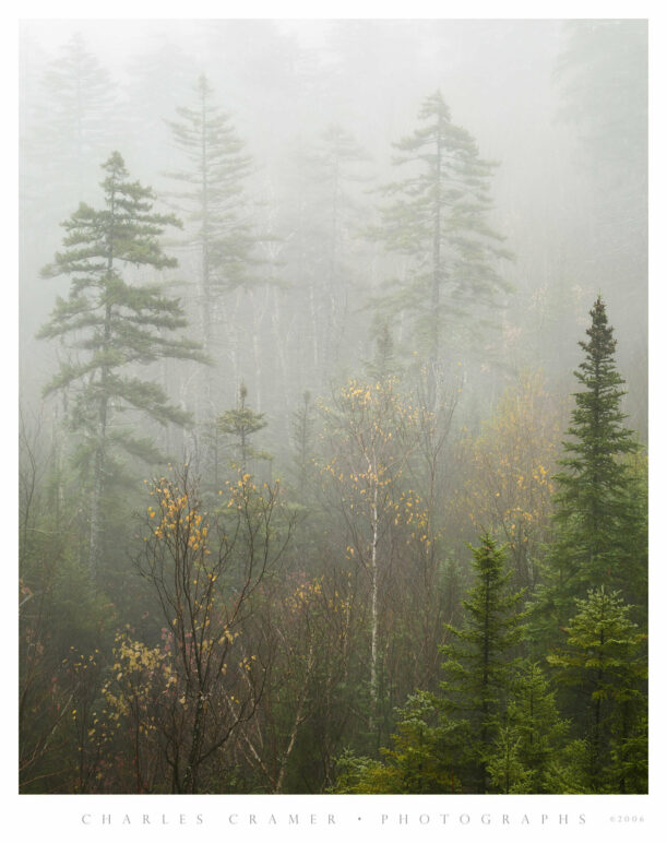 Heavy Fog, Near and Far Trees, New England