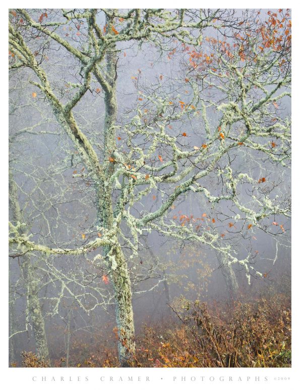 Mossy Tree, Fog, Blue Ridge Parkway
