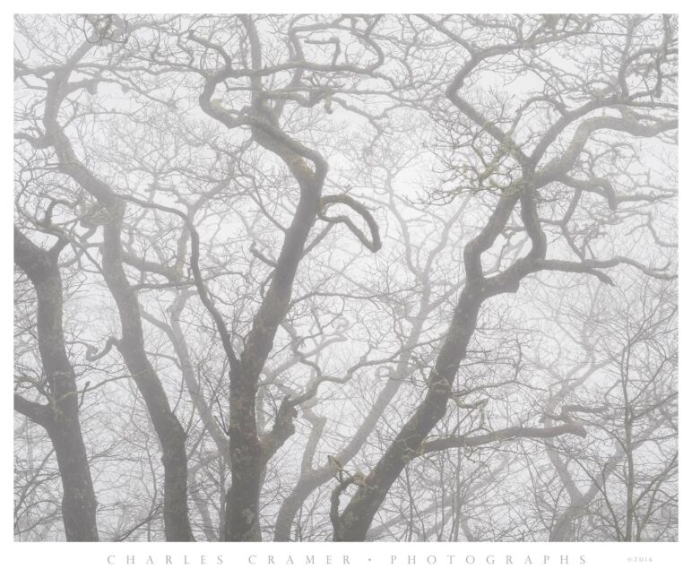 Backlit Pines, Fog