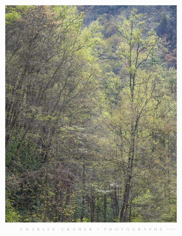 Backlight Spring Foliage, Appalachian Mountains