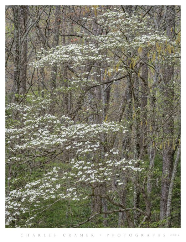 Dogwood Amongst Trees, Appalachians, Spring