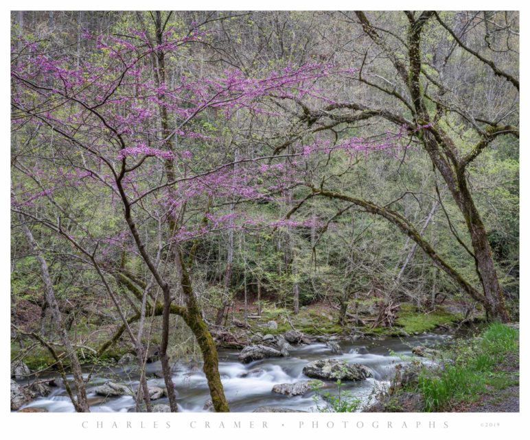 Redbud, Spring, along Little River Creek, Great Smoky Mountains
