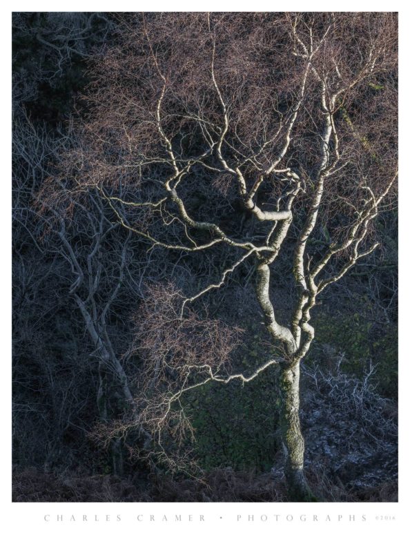 Spotlit Silver Birch, Lakes District, England