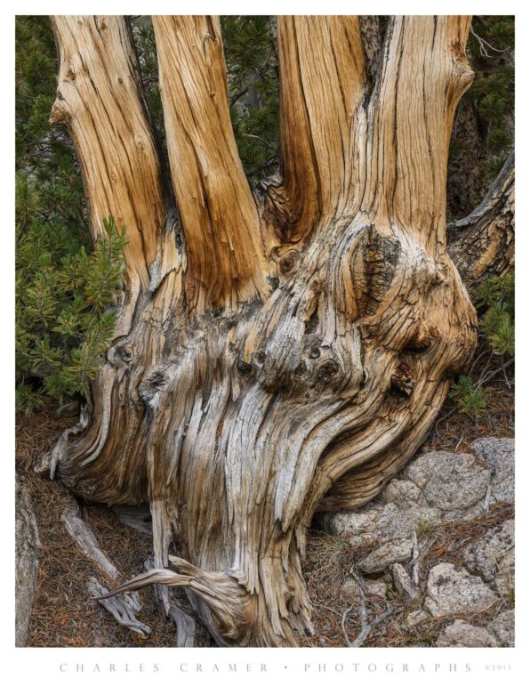 Snag with Multiple Trunks, Kings Canyon Backcountry