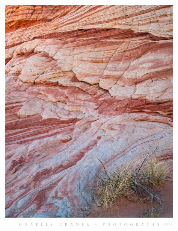 Shrub, Ascending Sandstone Layers, Paria Wilderness, Utah