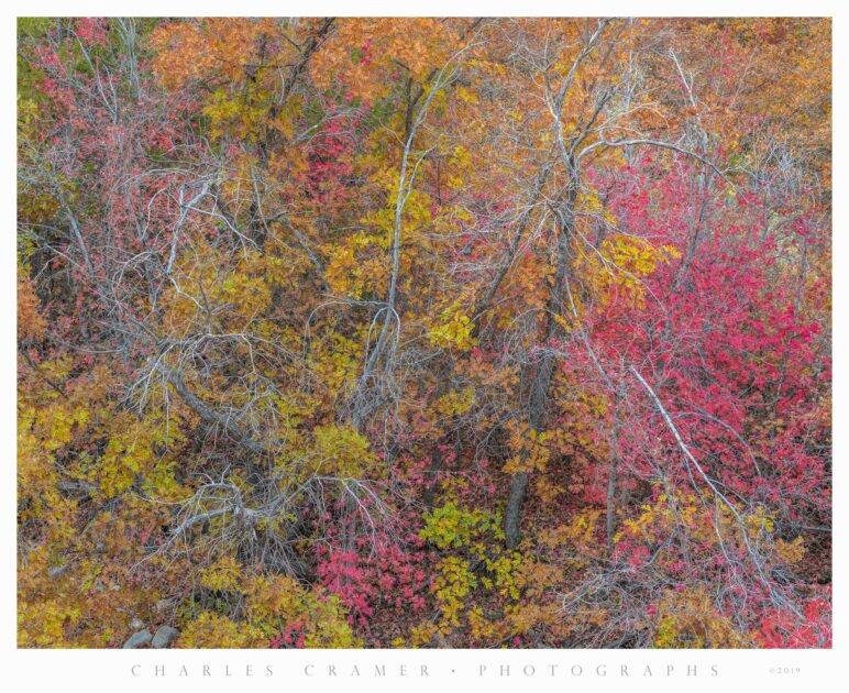 Late Fall Foliage, Zion High Country