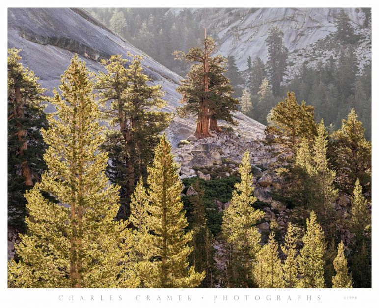 Backlit Pines, Pywiack Dome, Yosemite