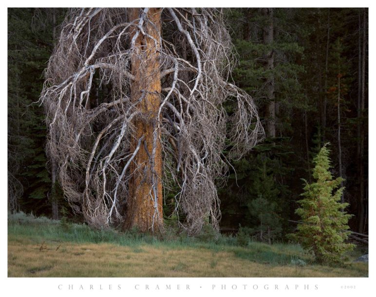 Two Trees, near Washburn  Lake, Yosemite
