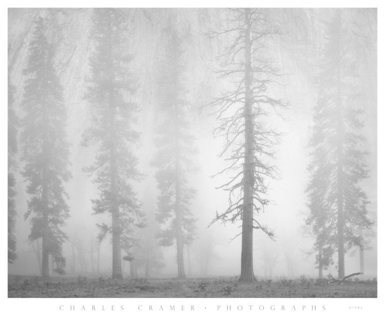 Pines, Dusk, El Capitan Meadow, Yosemite