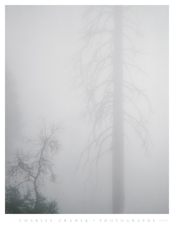 Foggy Trees, Wawona Road, Yosemite