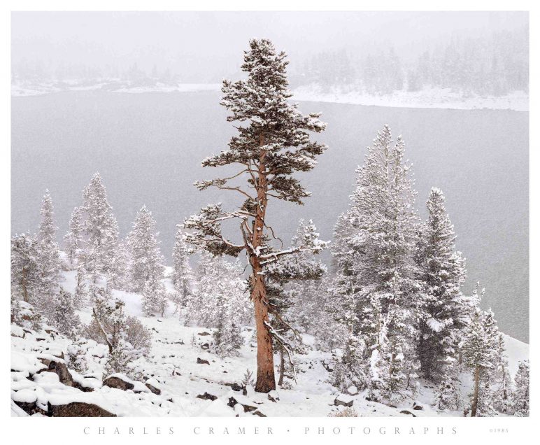 Tree,  Snowstorm,  Tioga Lake