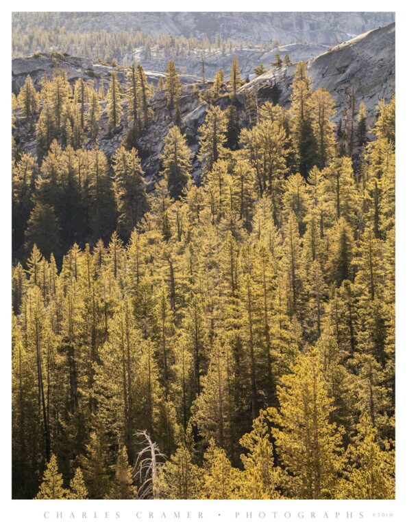 Ridges of Backlit Trees, Yosemite