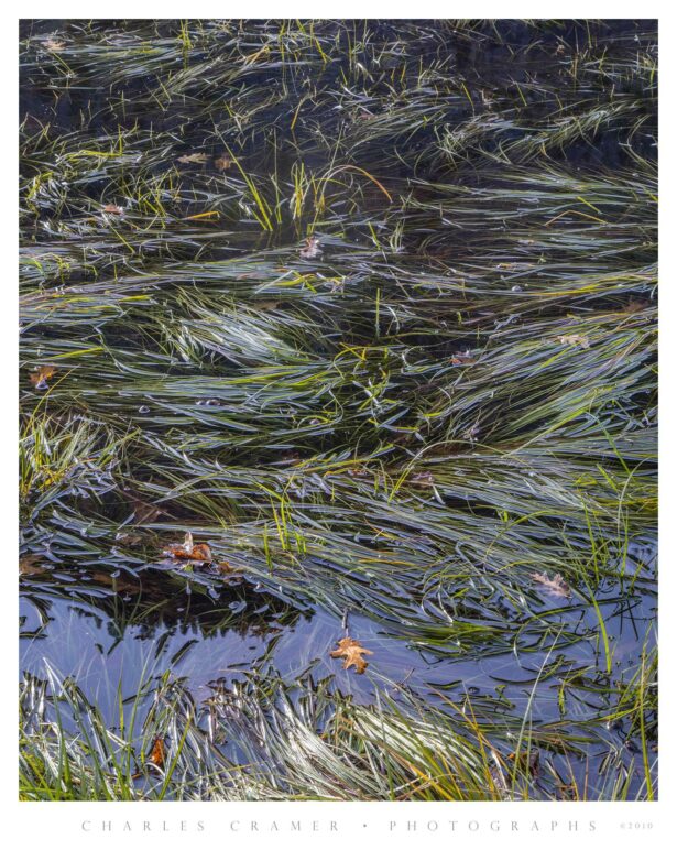 Pool, Leaves and Grasses, off Merced River, Yosemite