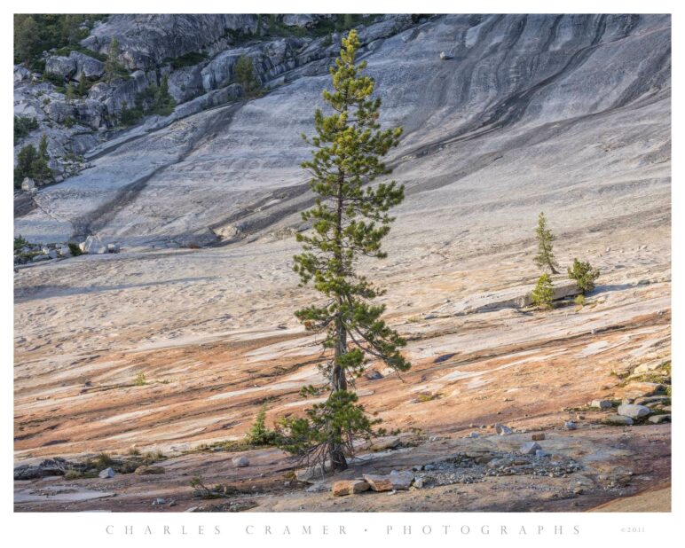 Evening Light, Granite Slope and Pines, Yosemite