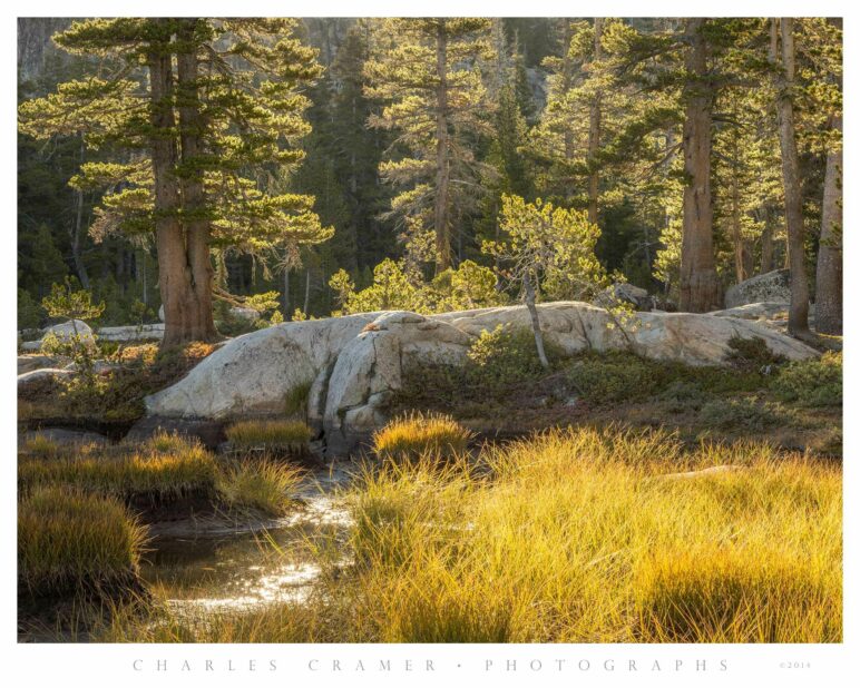 Morning Backlight, Trees, Alpine Lake, Yosemite