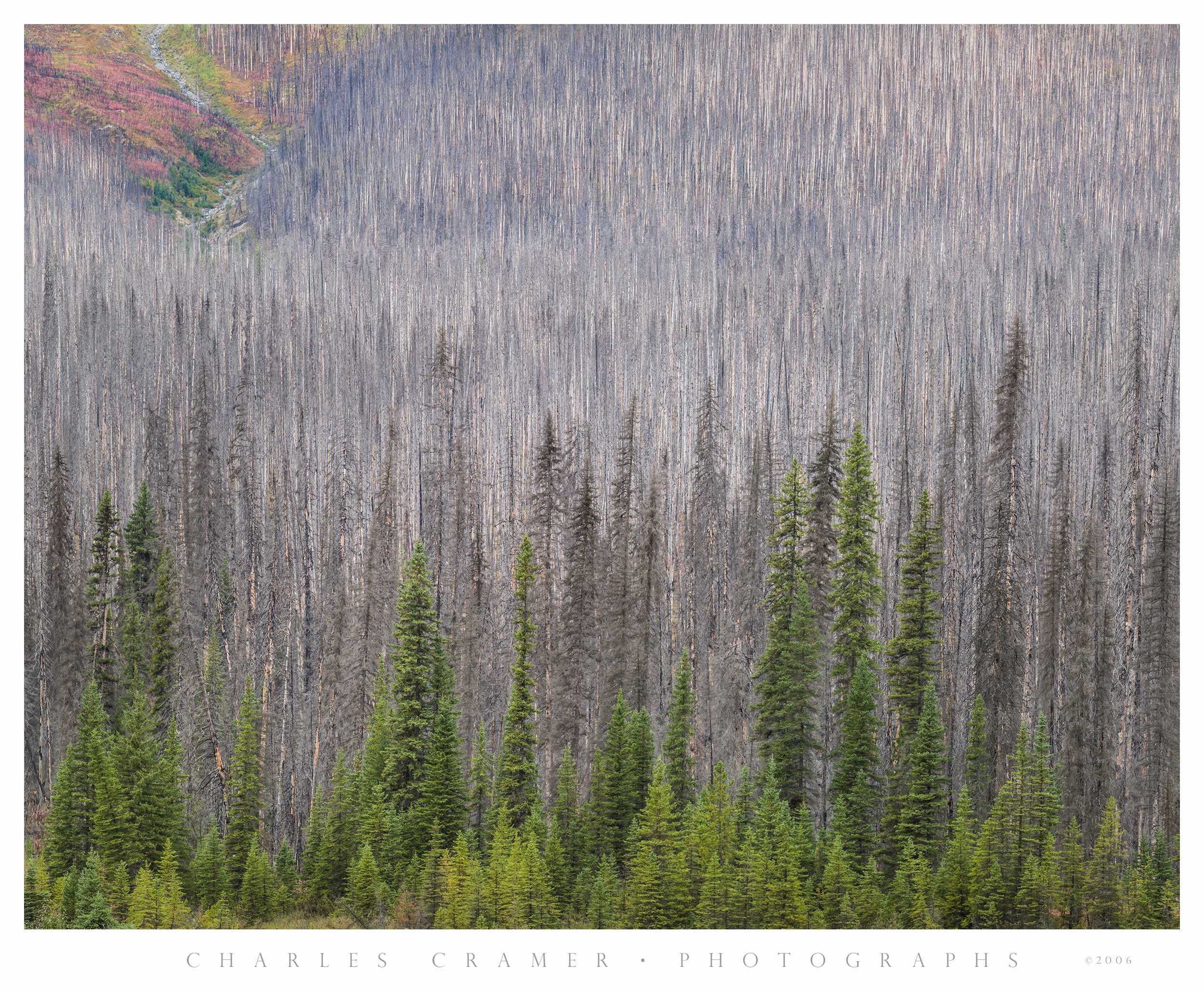 Burned Forest #2, Kootenay National Park, Canada