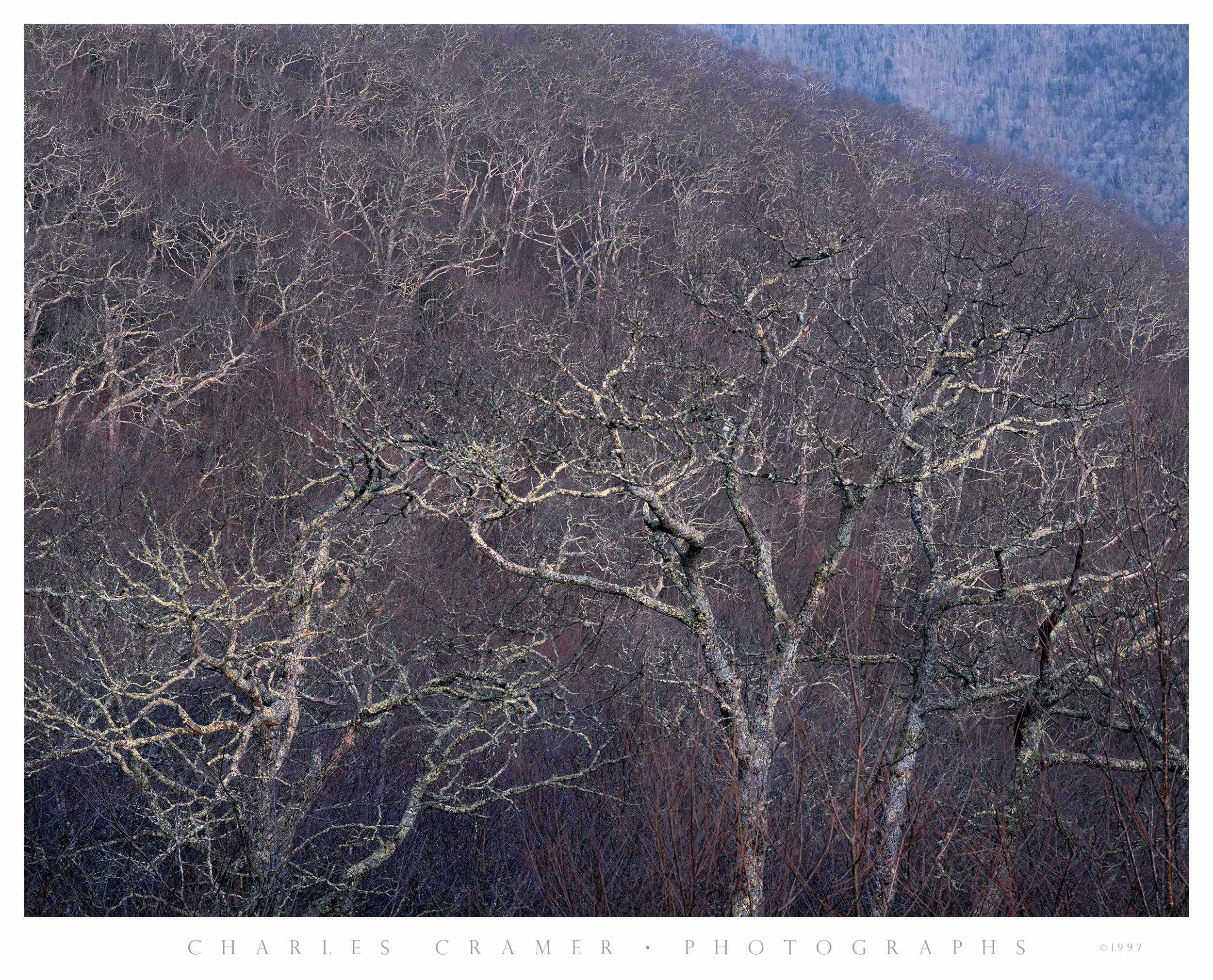 Sea of Trees, Early Spring, Blue Ridge Parkway