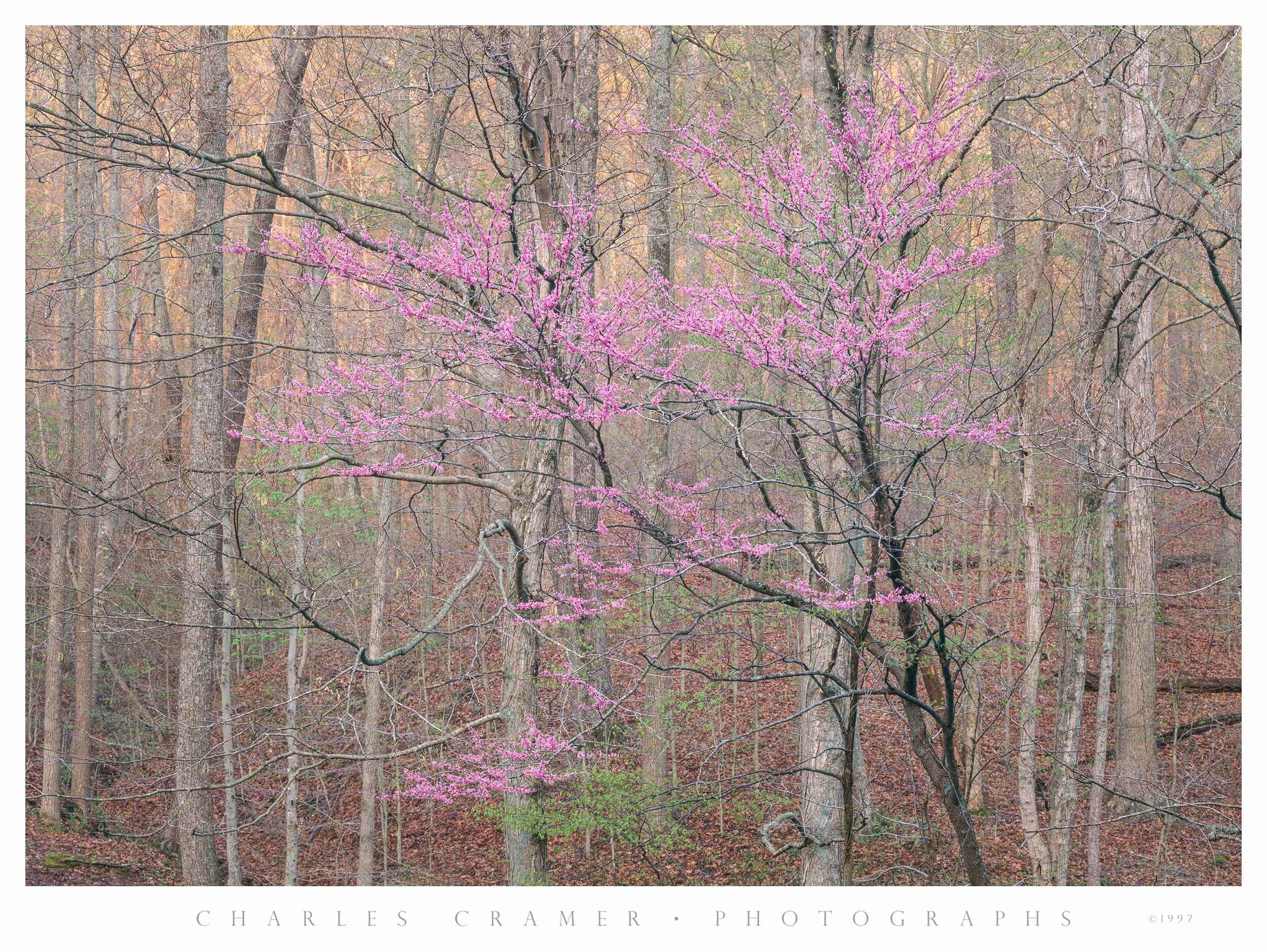 Redbud, Spring, near Bernheim, Kentucky