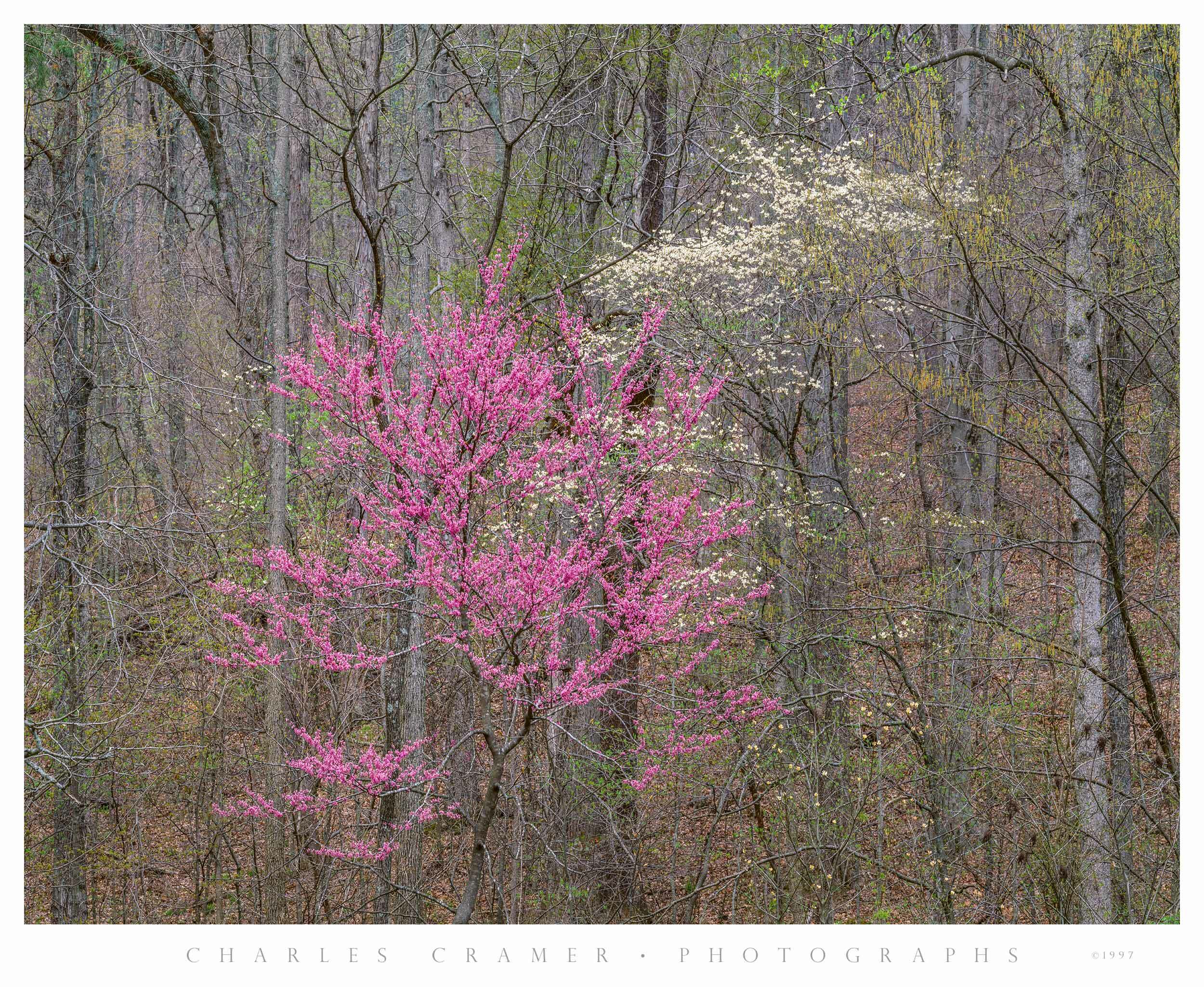 Dogwood and Redbud, Spring, Bernheim Forest, Kentucky