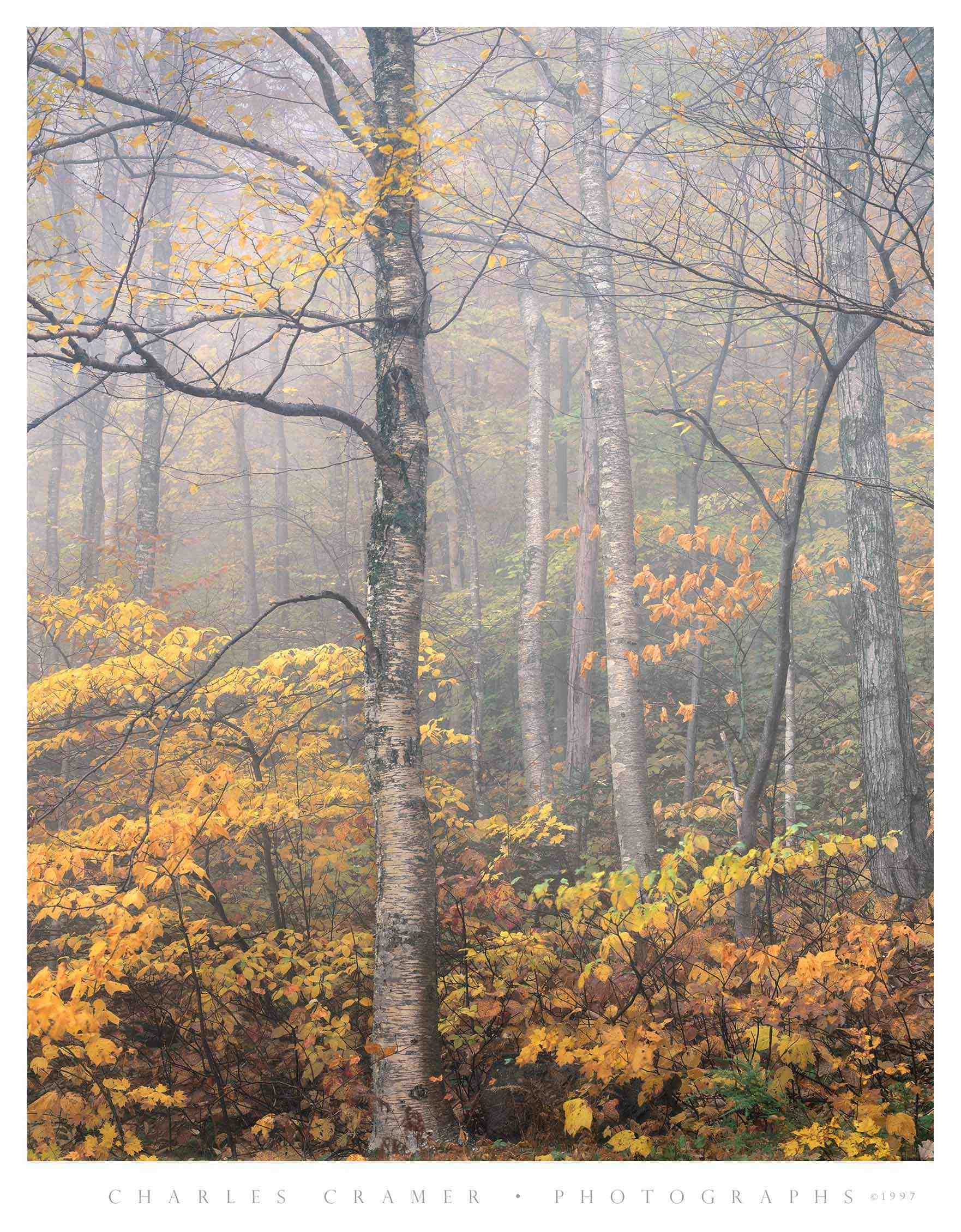 Autumn Fog, White Mountains, New Hampshire