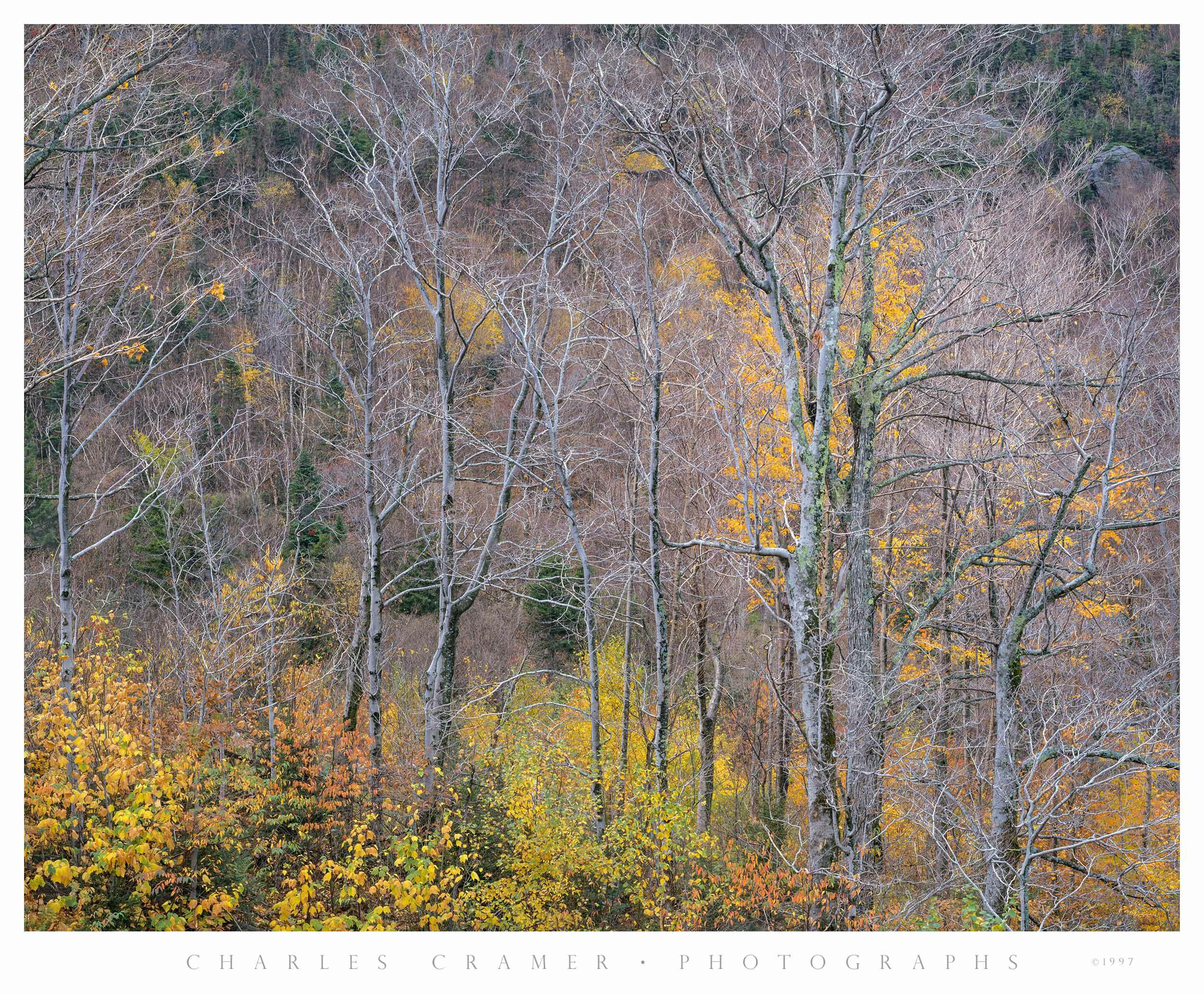 Trees, Late Fall, White Mountains, New Hampshire