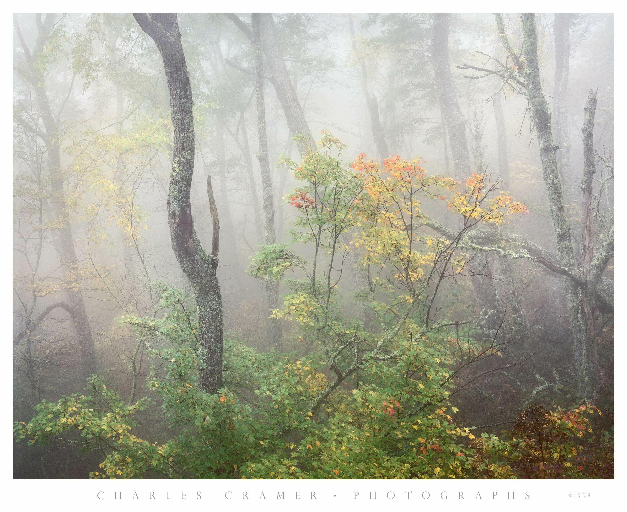 Fog and Trees, Autumn, Blue Ridge Parkway