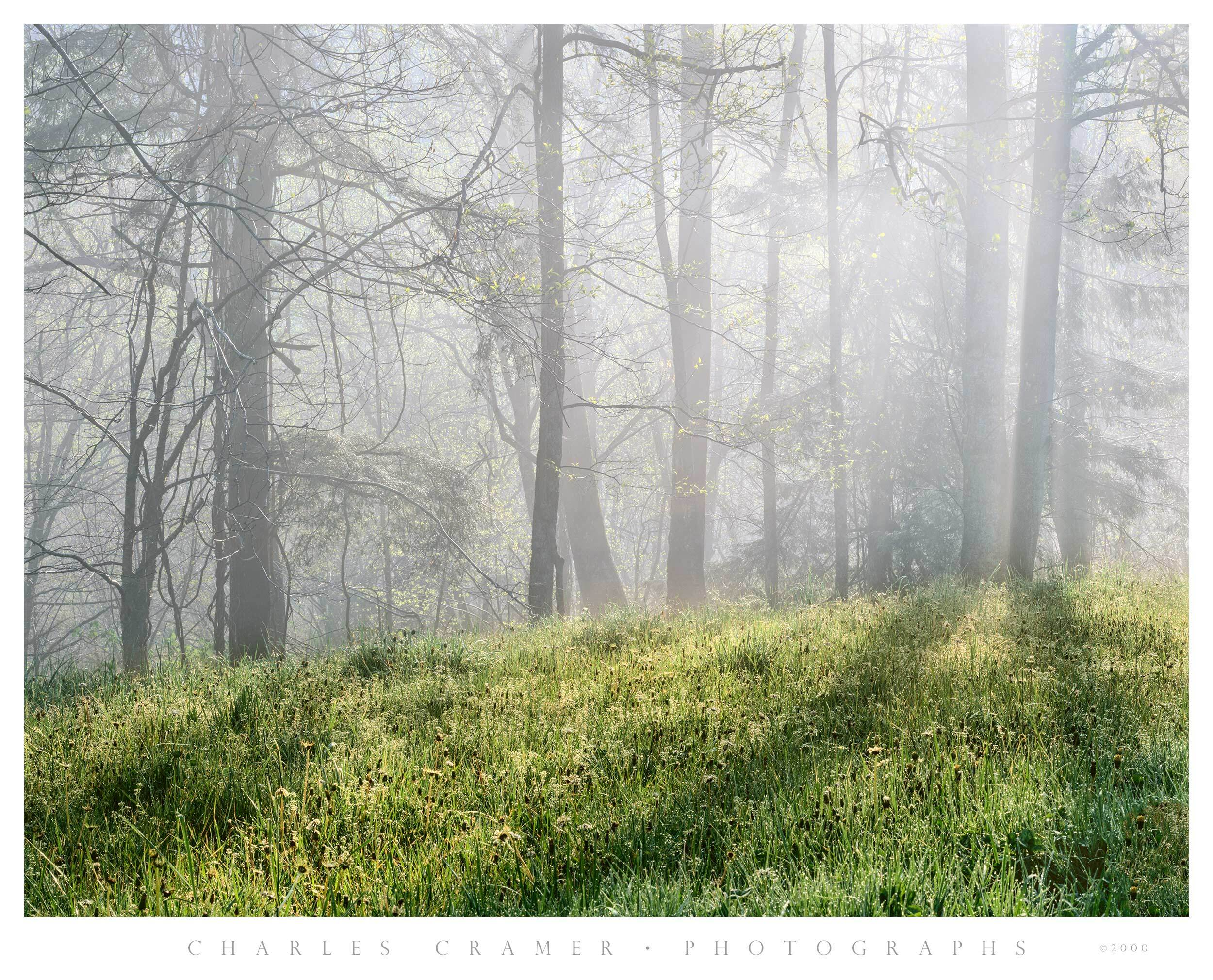 Dewy Grass, Backlit Trees, Fog, Great Smoky Mountains