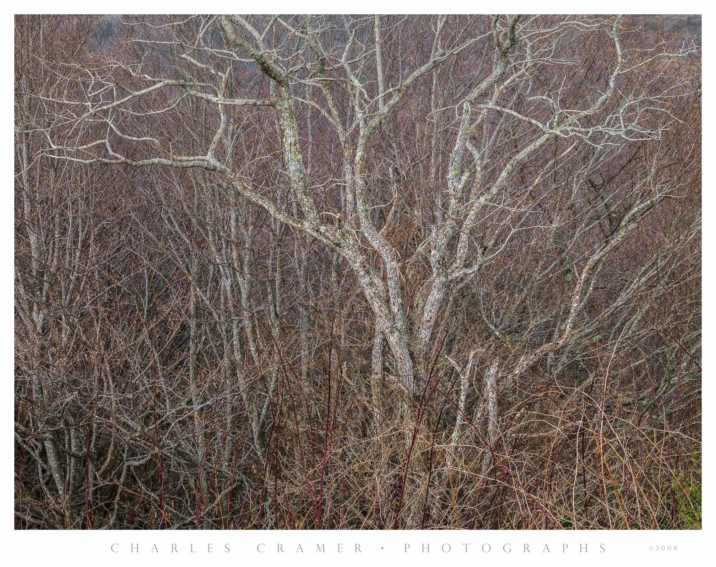 Bare Trees, Early Spring, Great Smoky Mountains