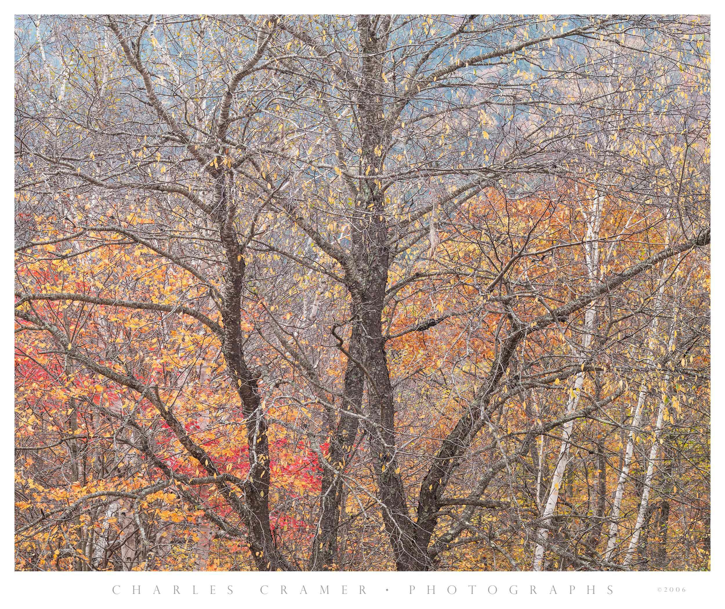 Trees, Hillside, Fall, New England