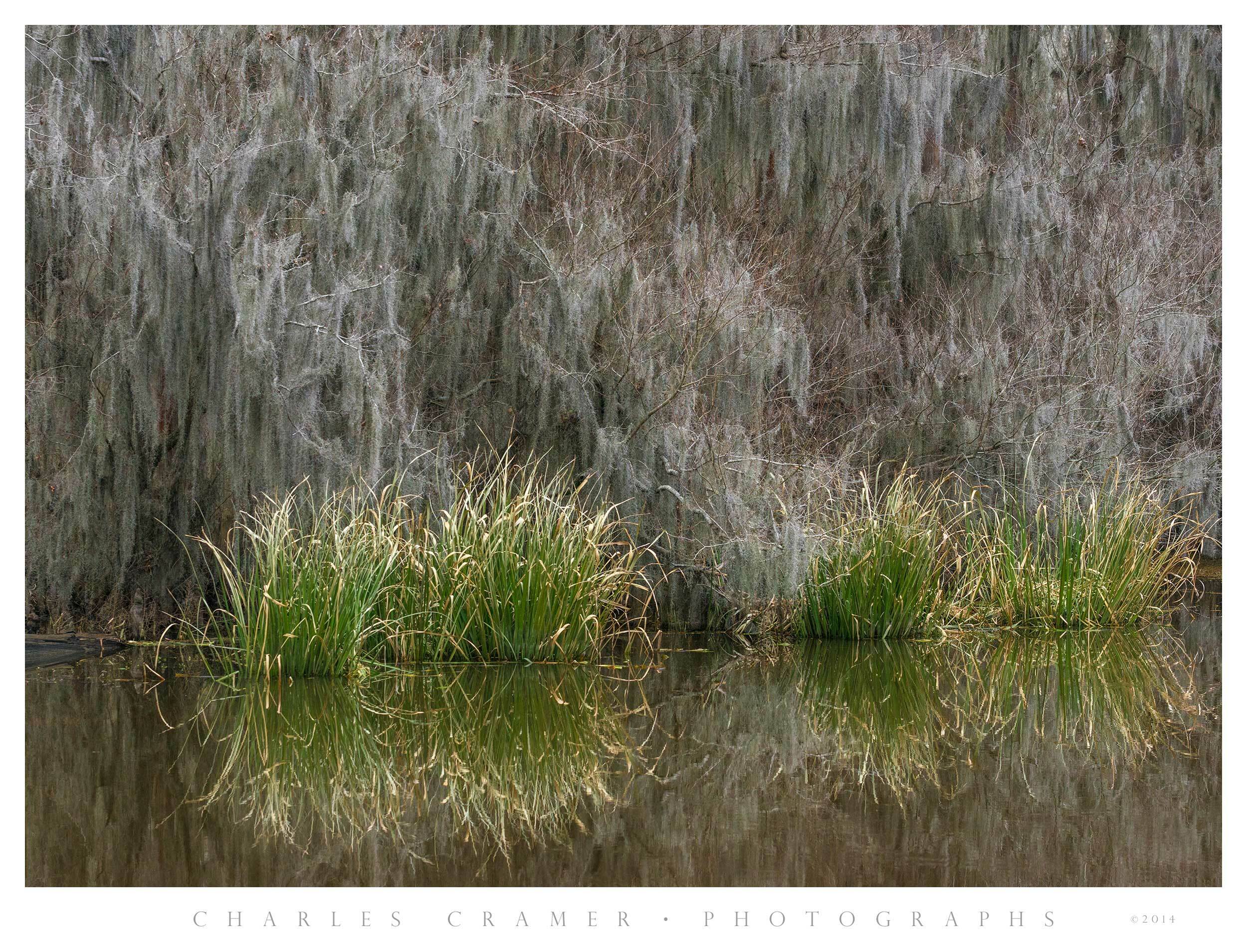Grasses and Moss, Caddo Lake, Texas