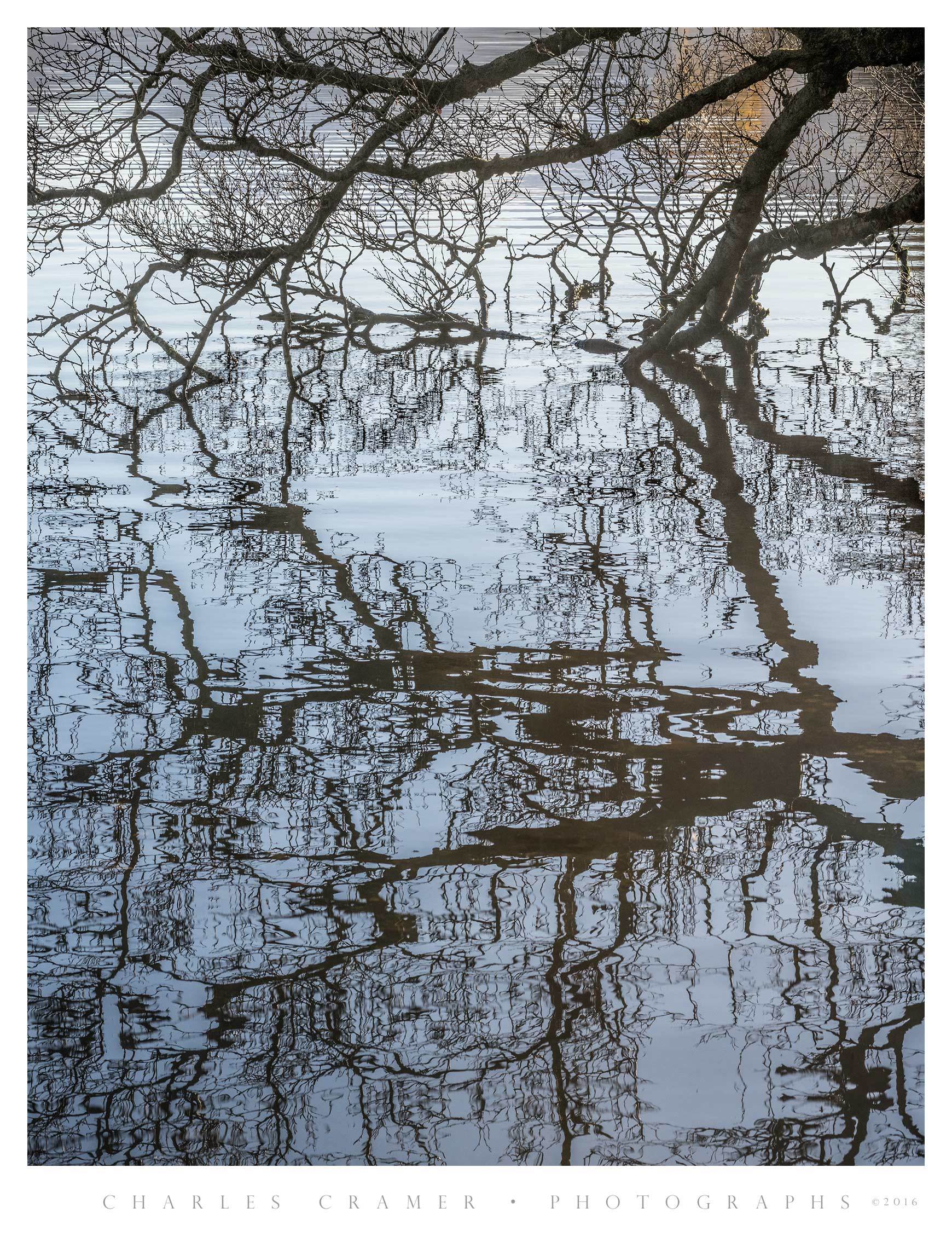 Partially Submerged Tree, Derwentwater, Lakes District, England