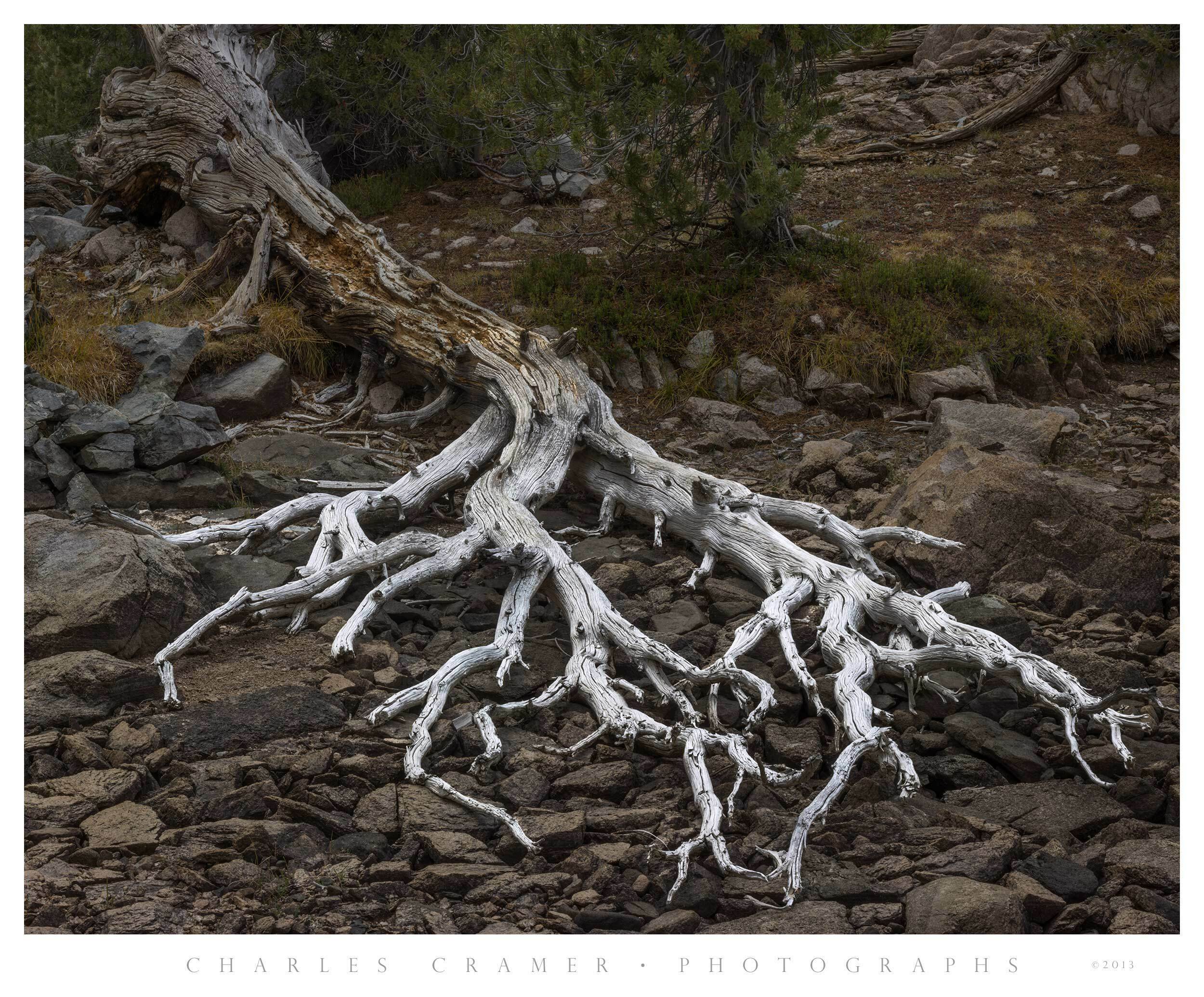 Bleached Snag, Dry Pond, Kings Canyon National Park