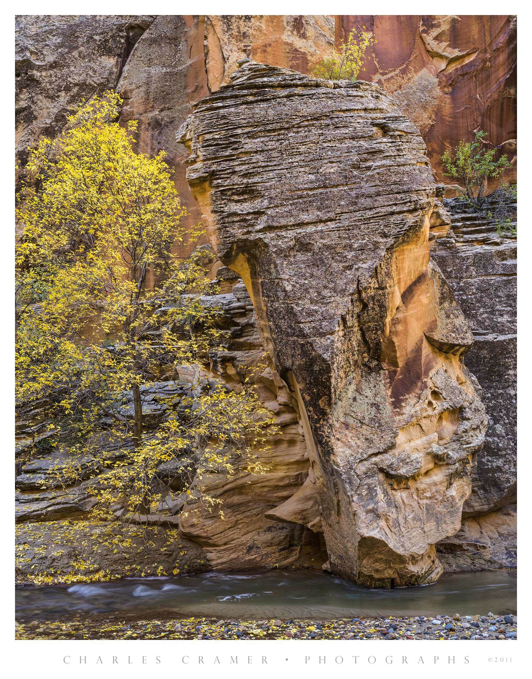 Boxelder and Sandstone Column, Escalante River Canyon, Utah