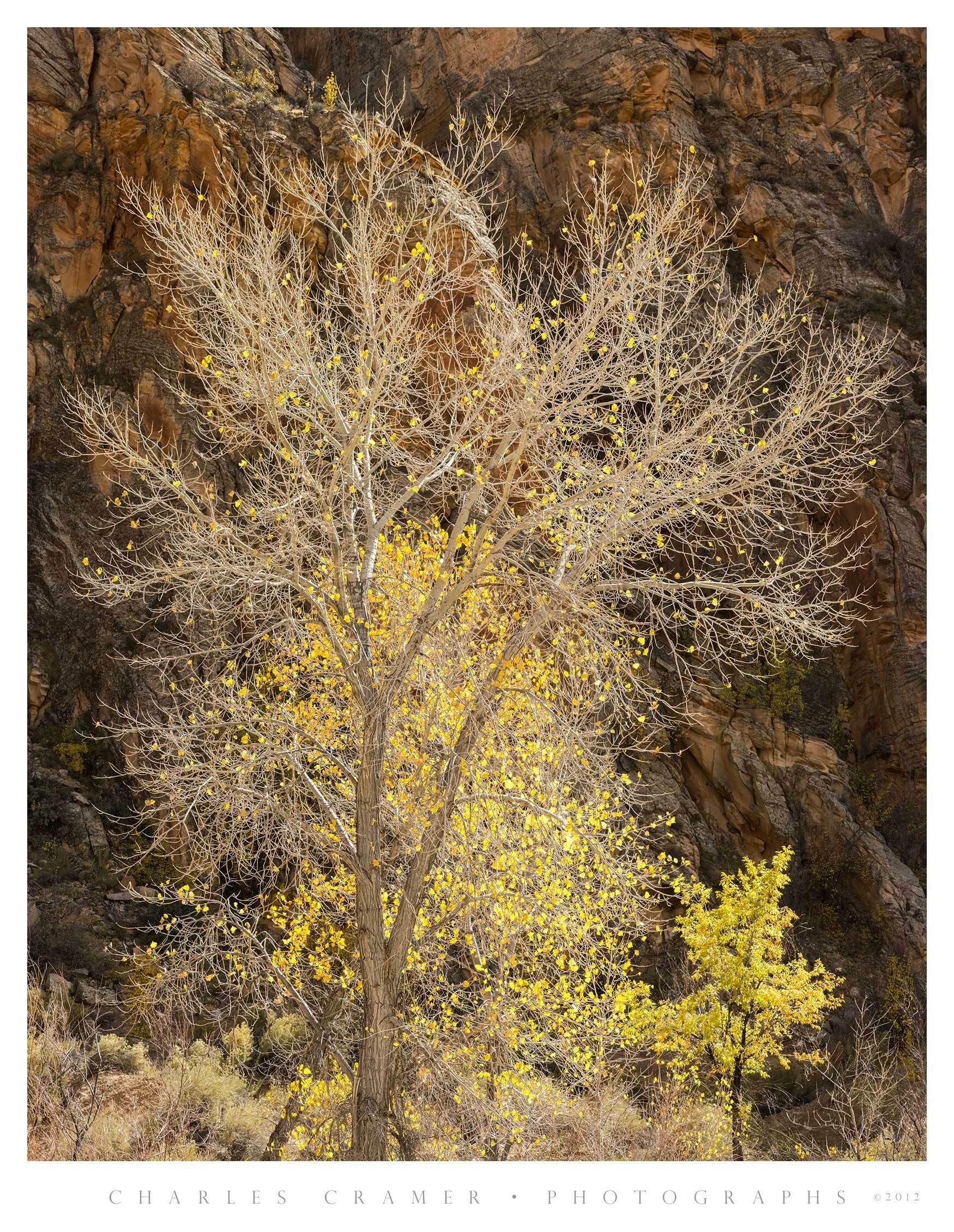 Backlit Cottonwoods, Deep Canyon, Fall, Utah