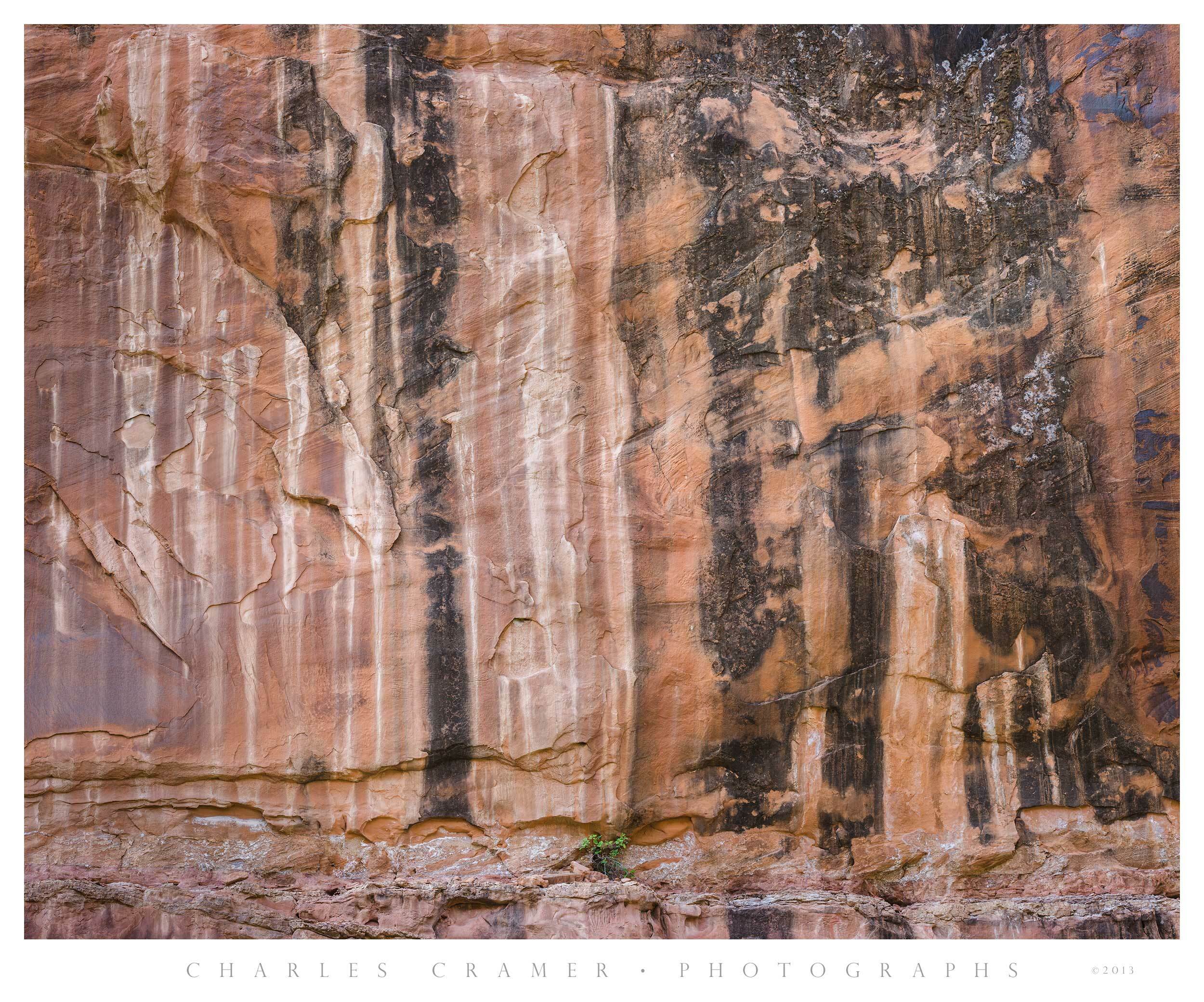 Escalante Canyon Wall with Shrub, Water Stains, Utah
