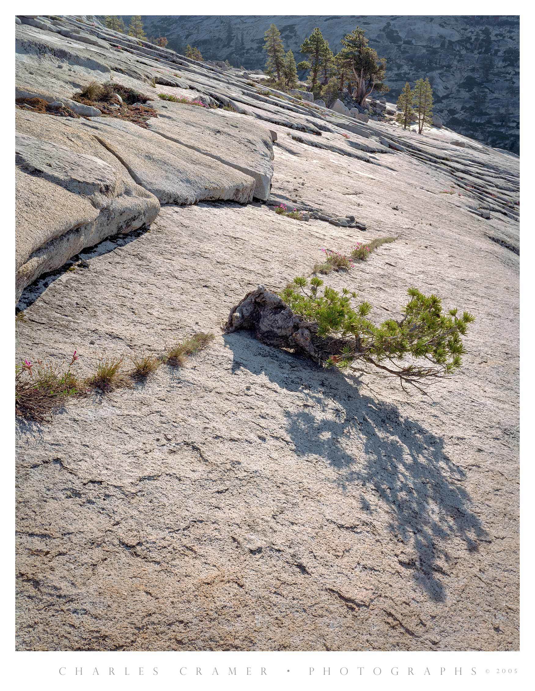 Young Pine, Granite, near Olmsted Point, Yosemite
