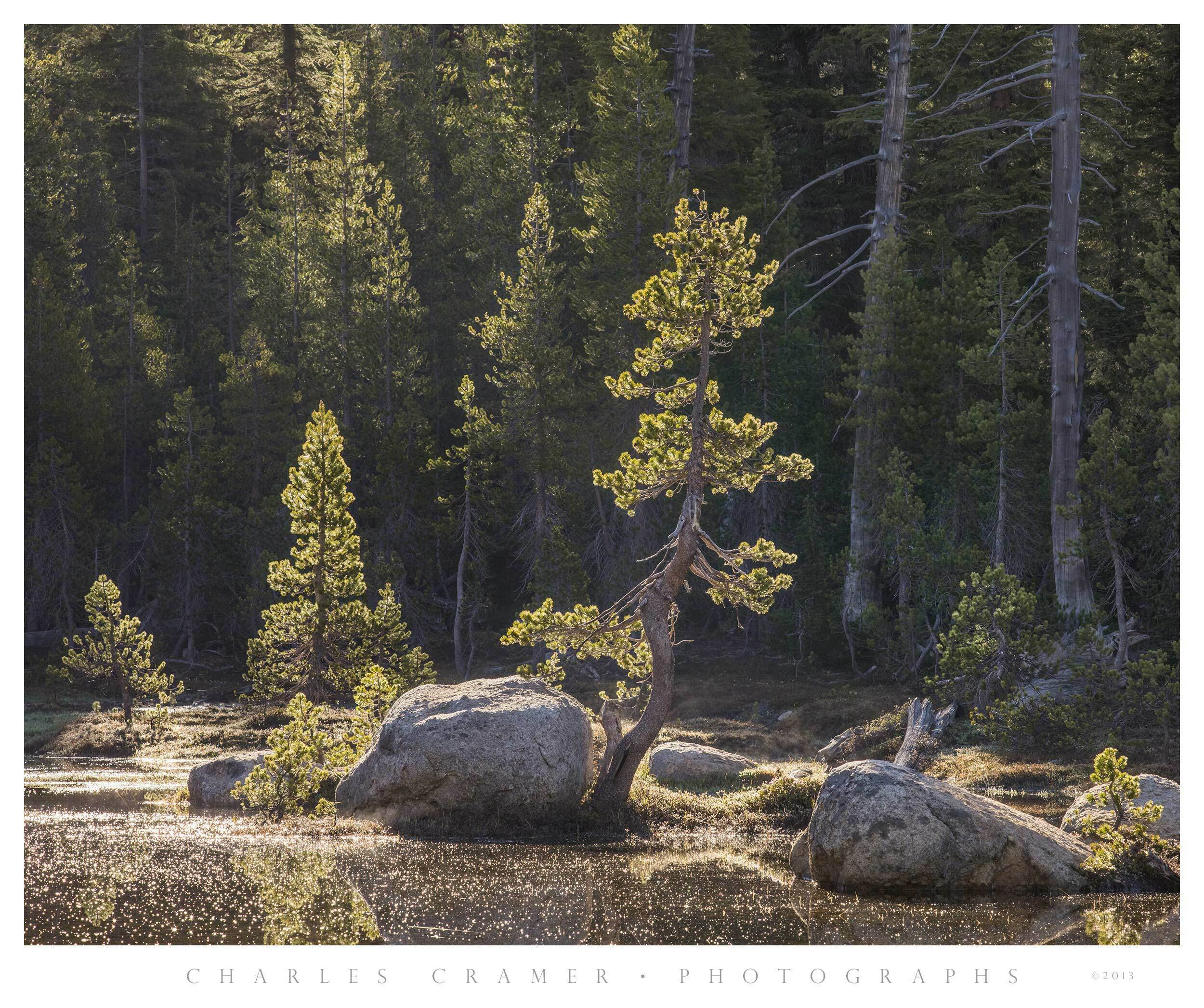 Backlit Pines, Small Pond, Yosemite Backcountry