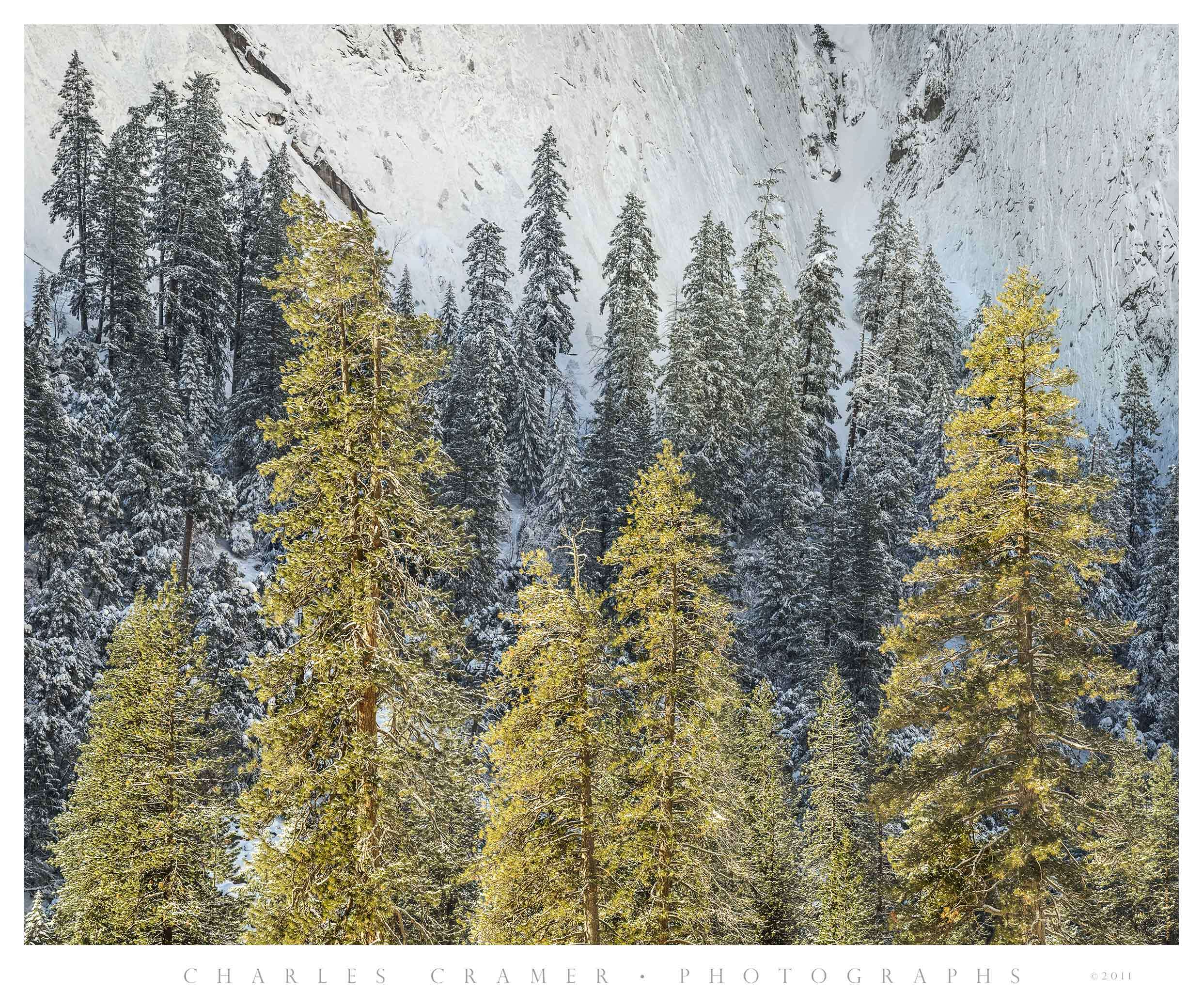Fresh Snowfall, Trees and Face of Cathderal Rock, Yosemite