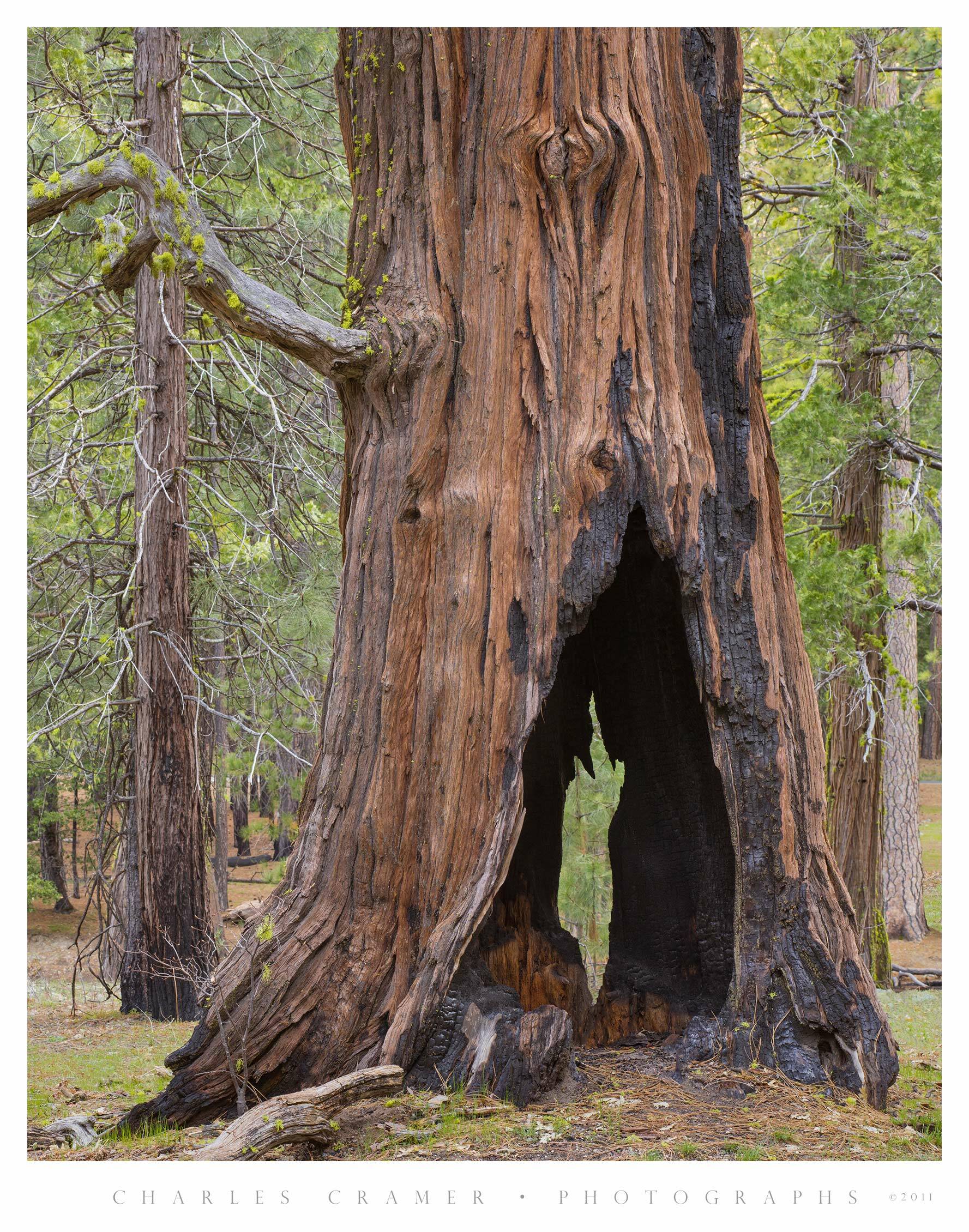 Massive Hollow Tree, Yosemite Valley