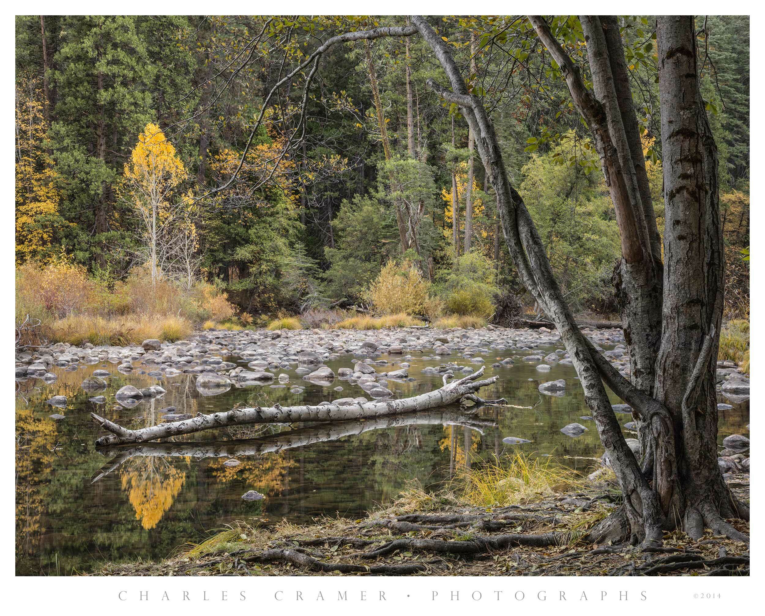 Intertwined Trees, Autumn, Gates of the Valley, Yosemite