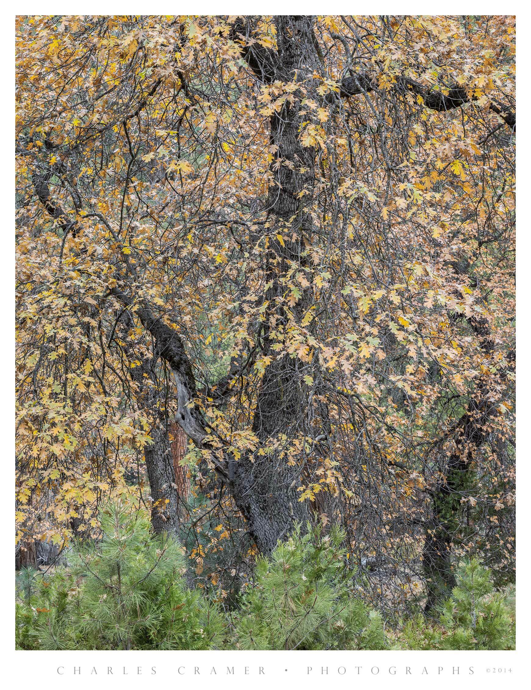 Oaks and Evergreens, Fall, Yosemite